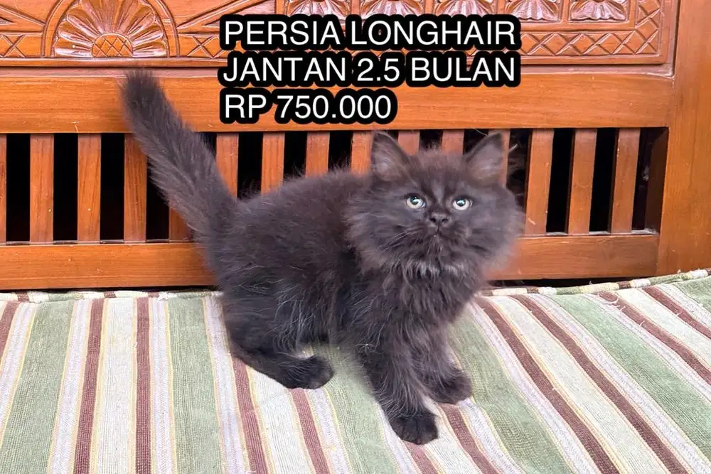 KUCING KITTEN PERSIA