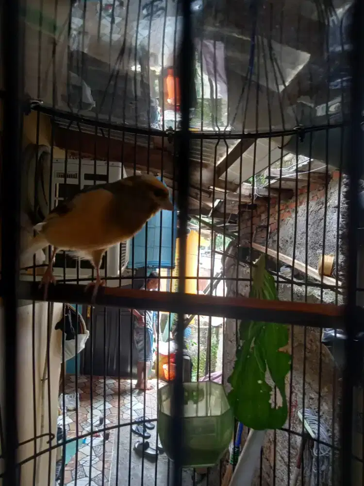 Kenari Loper gacor rajin burja