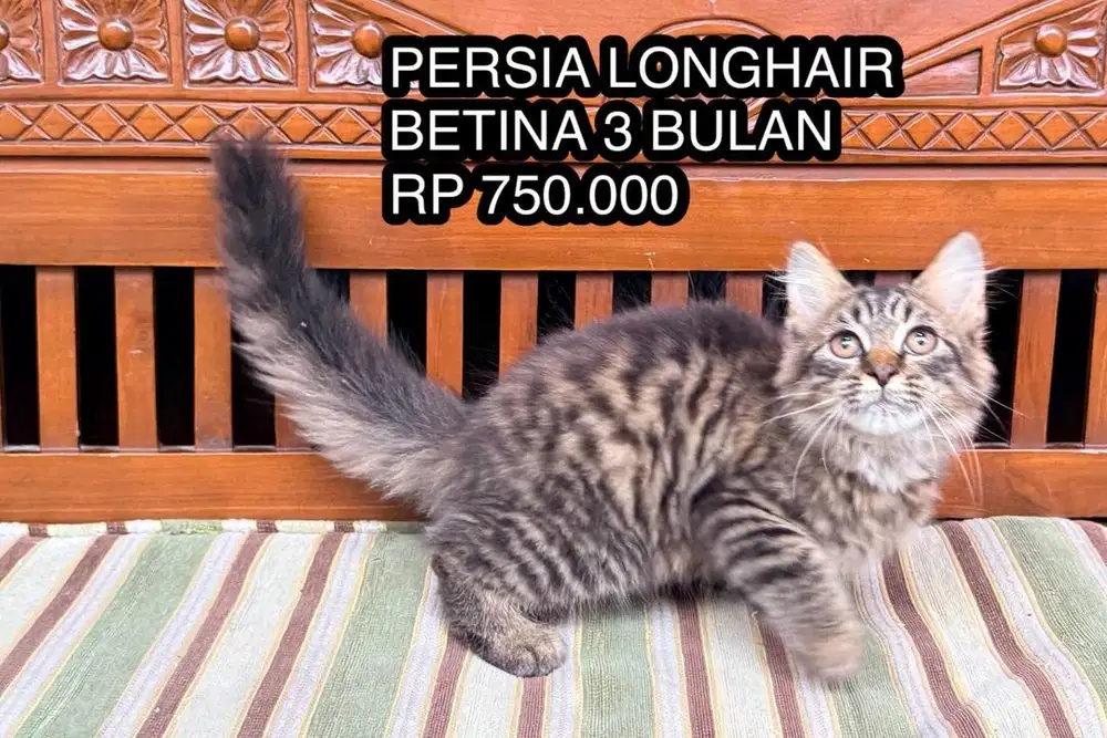 KUCING PERSIA KITTEN