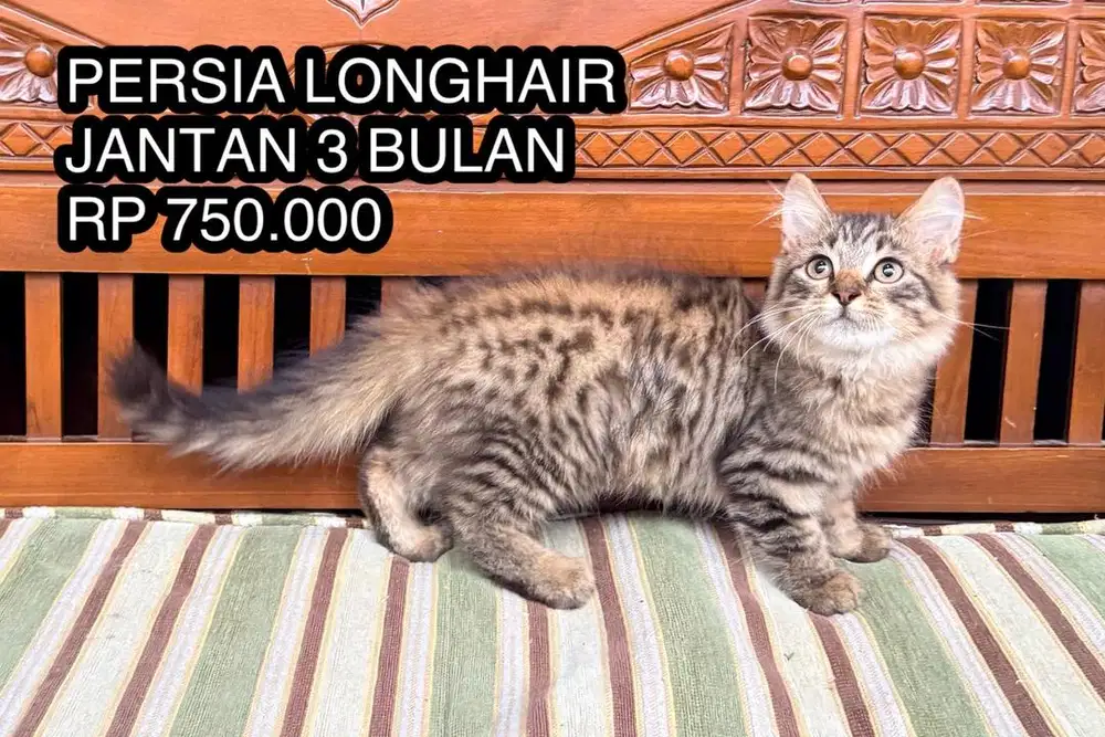 KITTEN KUCING PERSIA