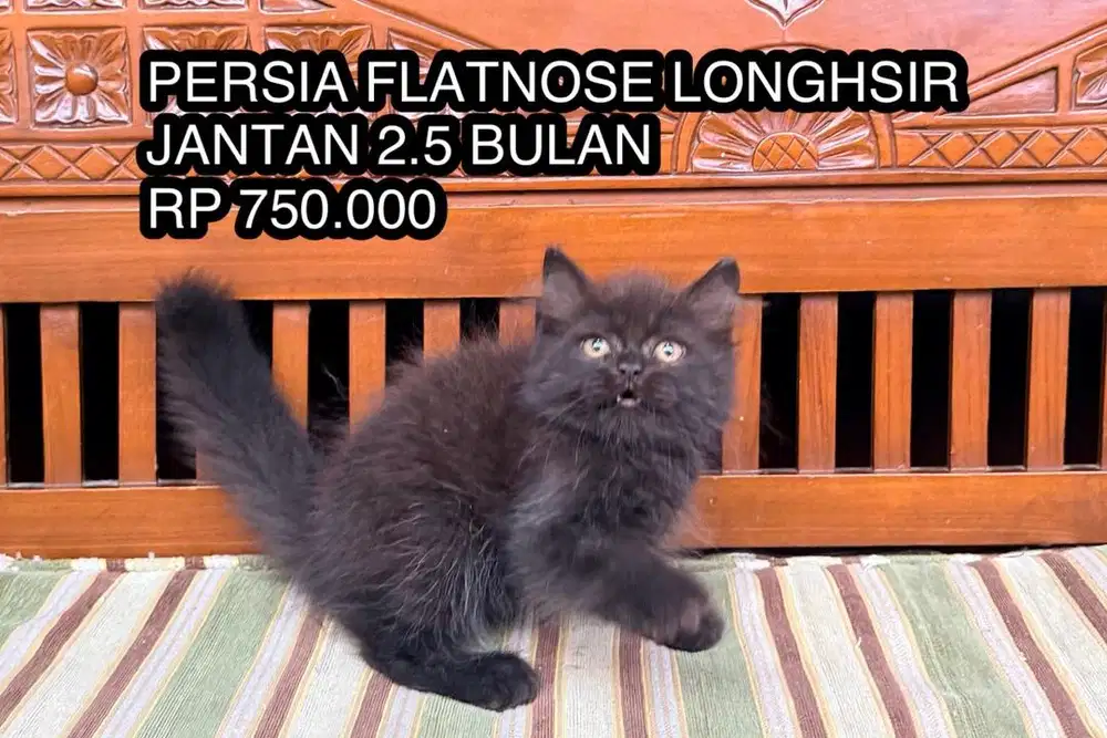 KUCING KITTEN PERSIA HIMALAYA