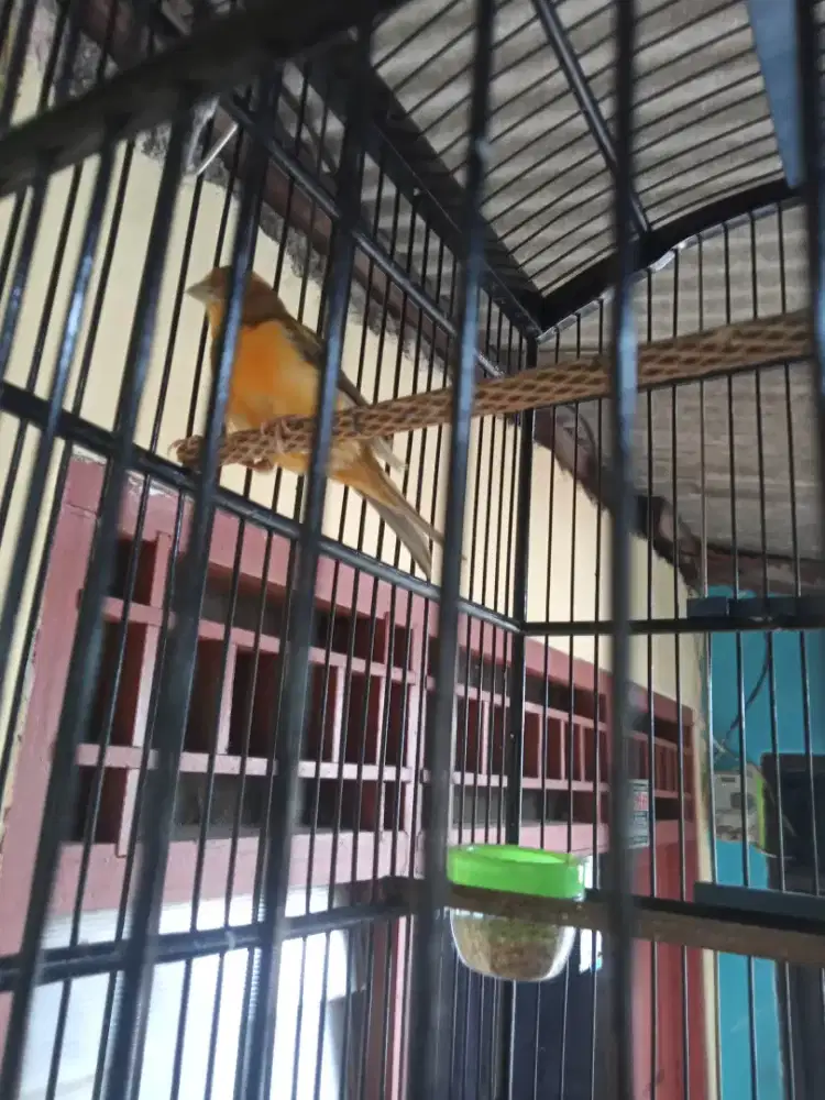 Kenari Gacor rajin burja