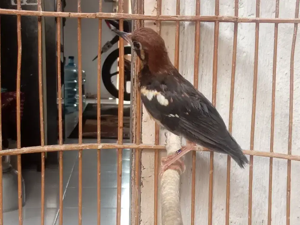 Anis kembang ring jantan ngeplong