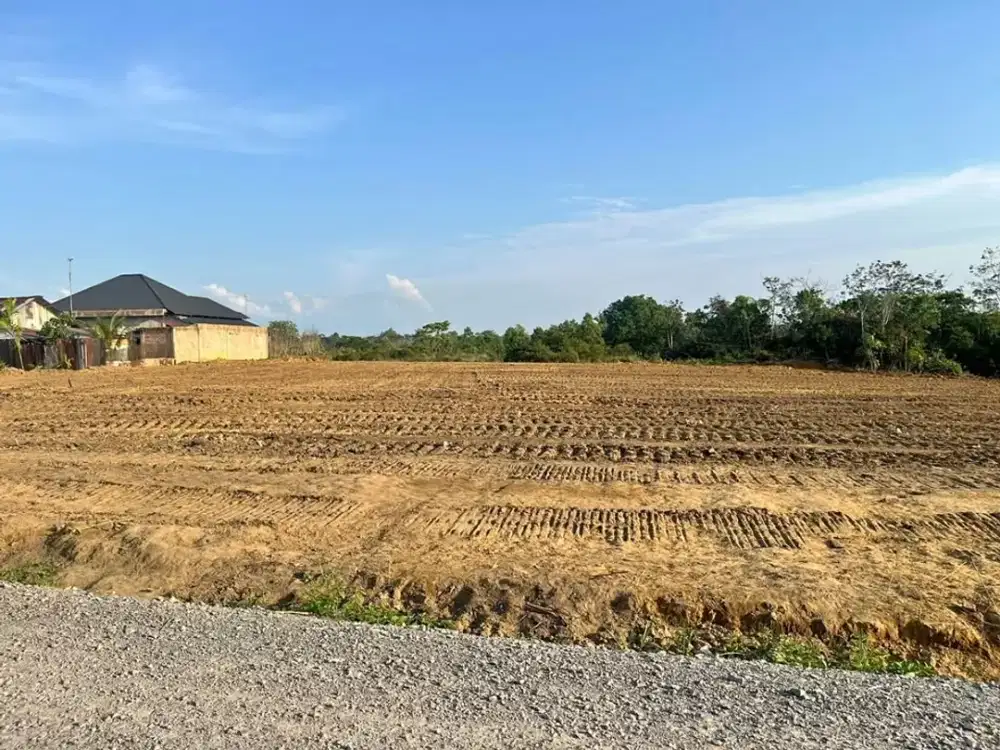 Tanah Murah Kebun 9 Dekat Simpang Ahok Jambi