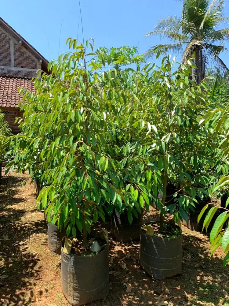 Bibit Durian musangking , bawor , duri hitam  dan dll