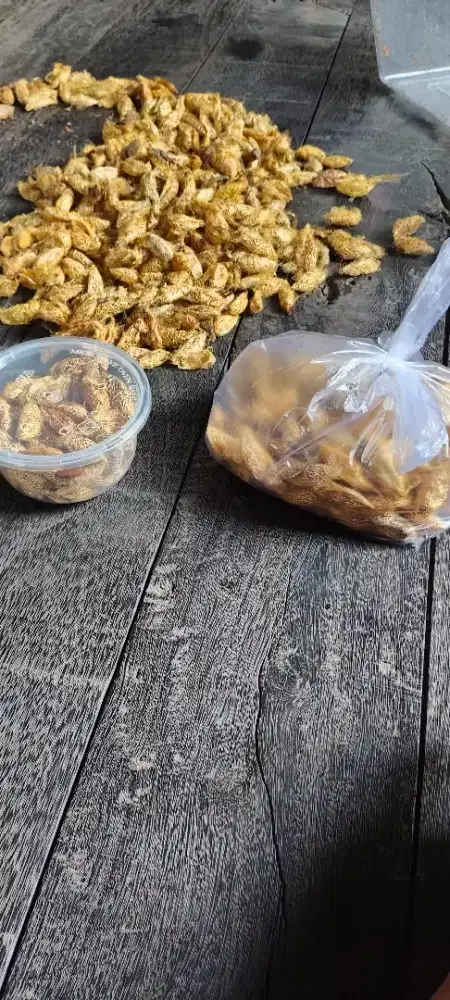 Jual umpan kepompong alpukat