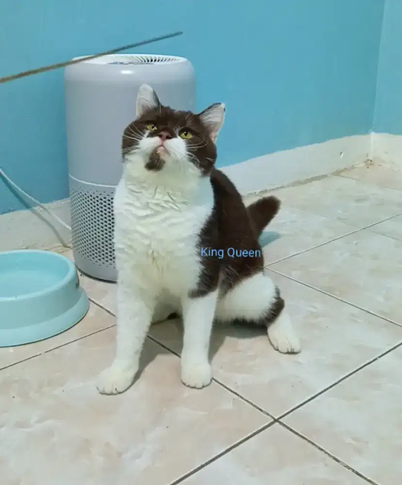 Kucing BSH British Shorthair Cinnamon Bicolor Jantan 8 bulan