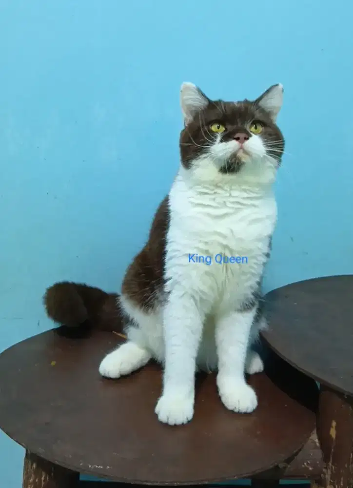 Kucing BSH British Shorthair Cinnamon Bicolor Jantan 8 bulan