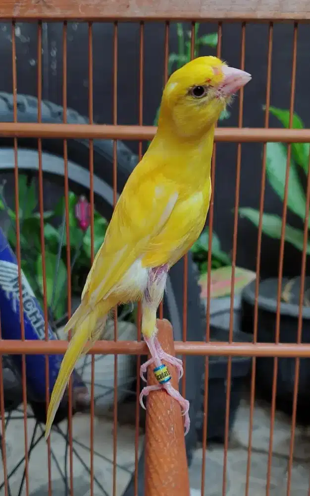 Kenari paud jantan crosbreed