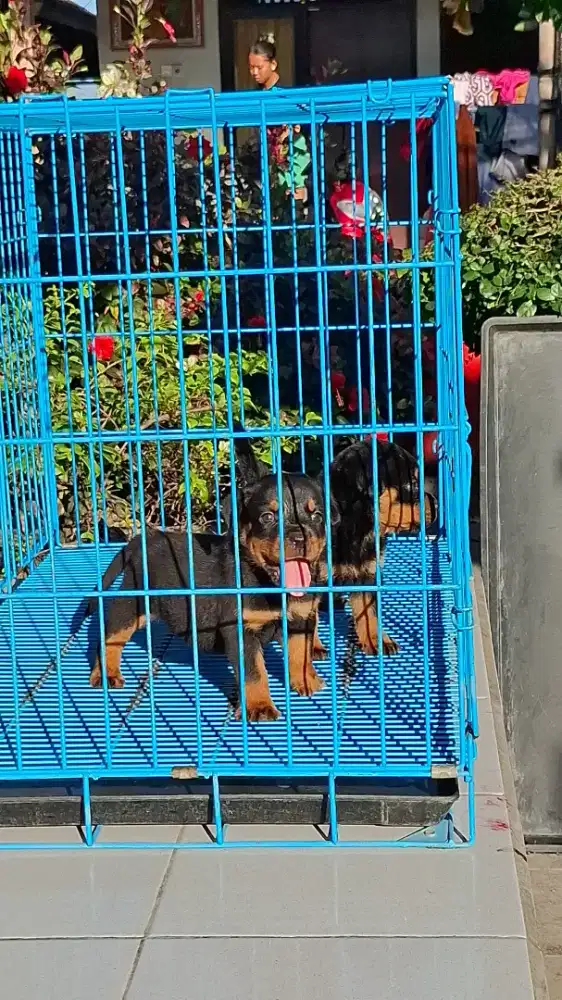 ANJING ROTWEILER PUPPY
