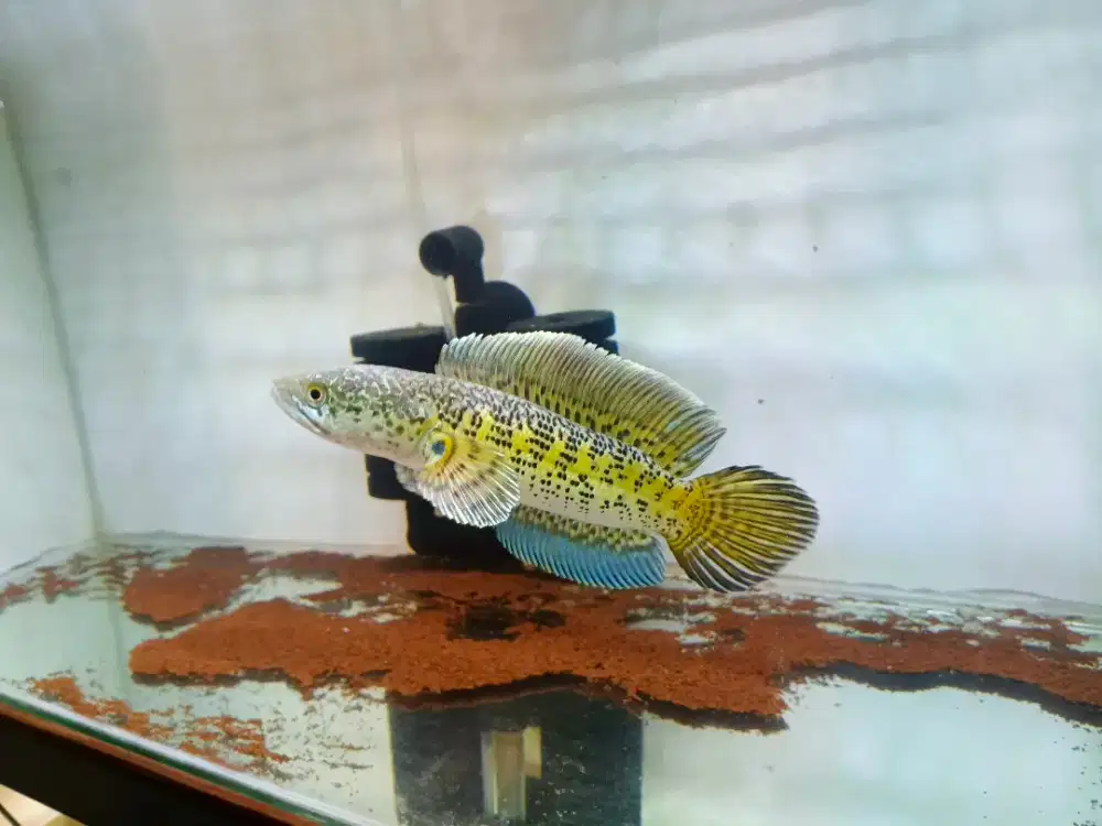 AURANTI SSB HIGT FIN