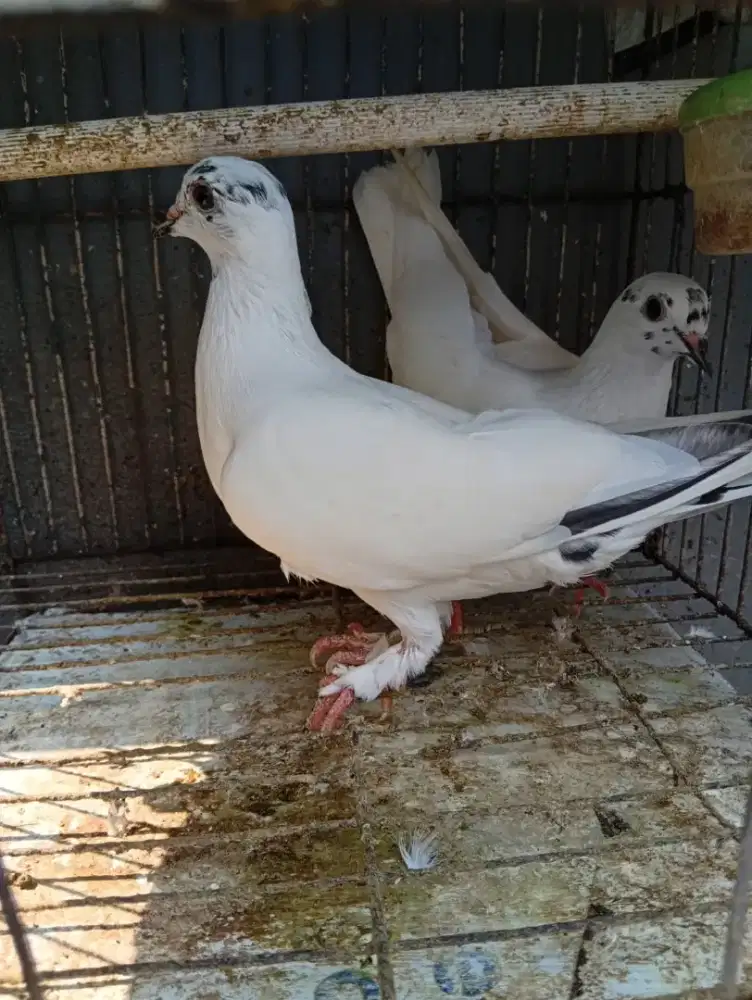 Jual sepasang Merpati putih