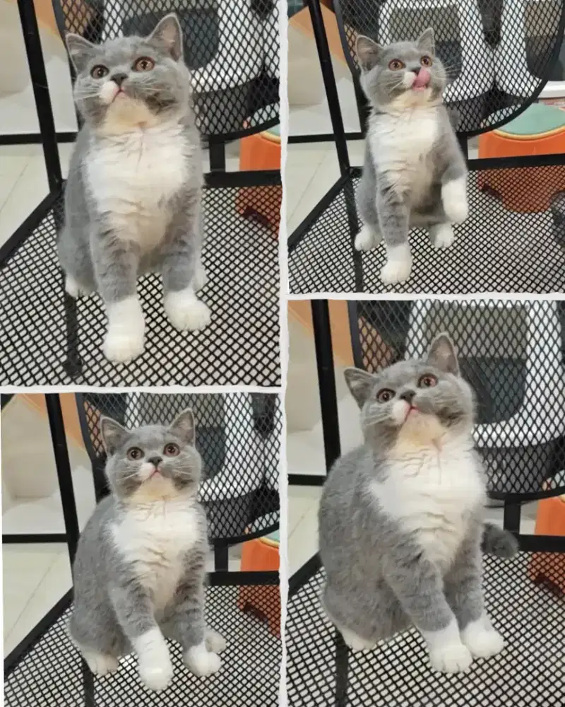 Boneka BSH kitten super gemoy