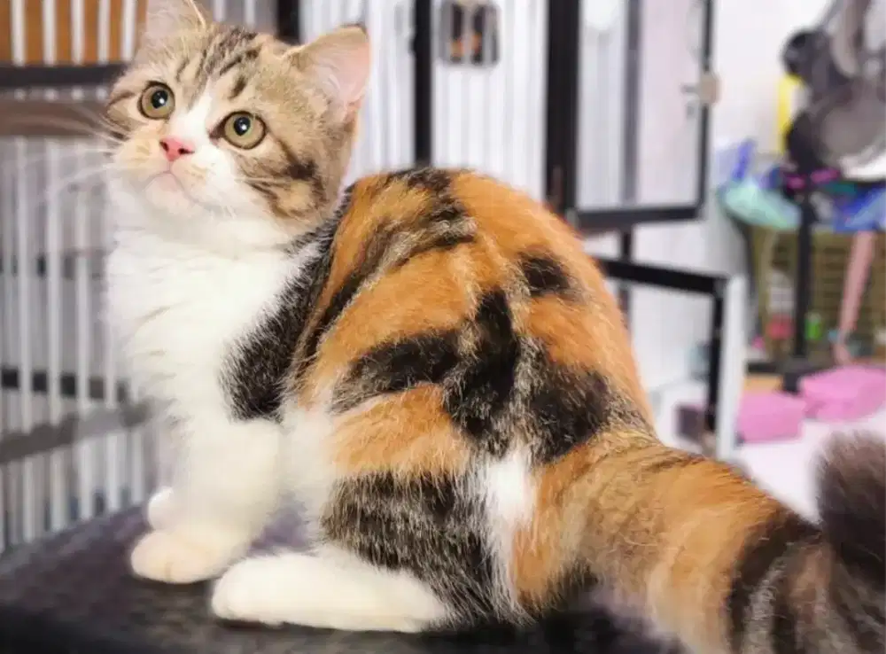 Kucing kitten munchkin calico betina