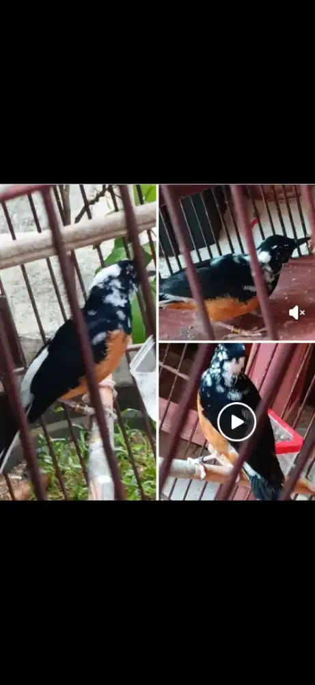 Murai jantan blorok extreme