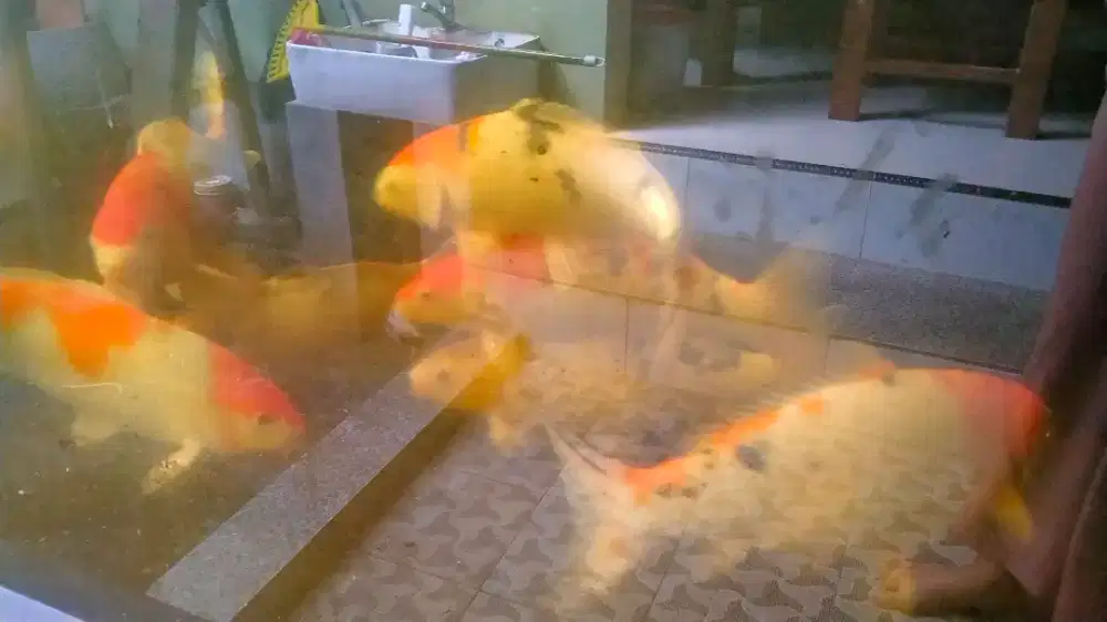 Dijual ikan koi 7 ekor