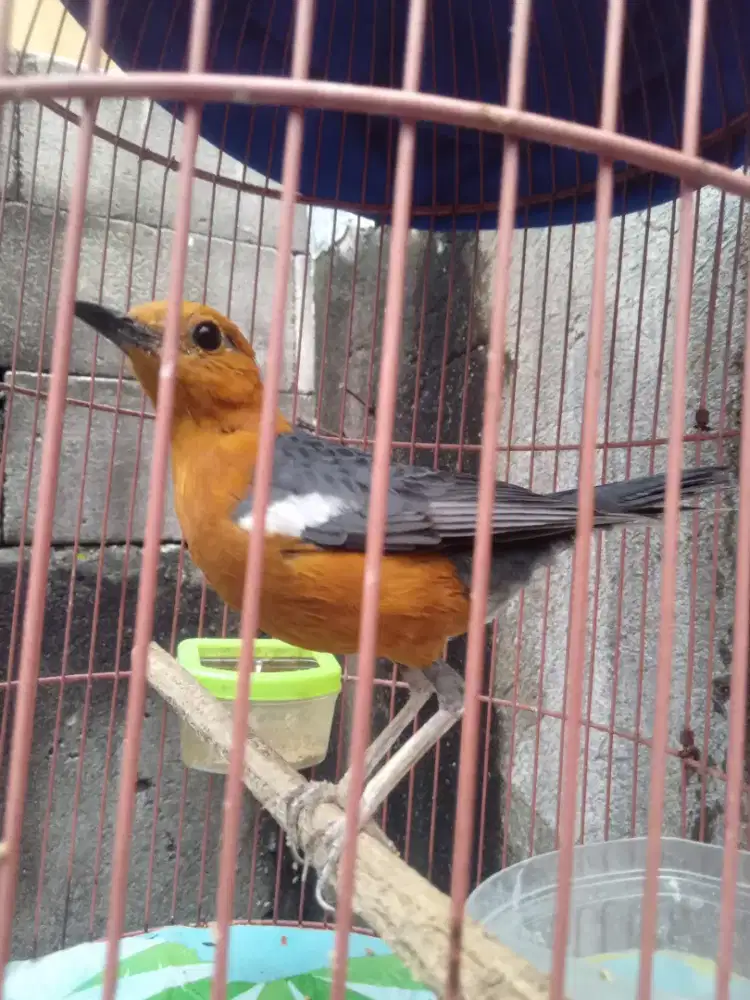 Anis lokal MH  mines