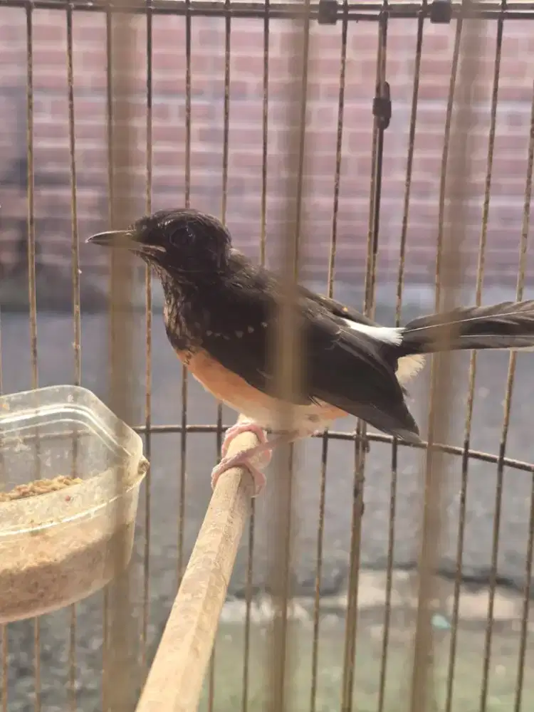 Murai batu Medan trotol