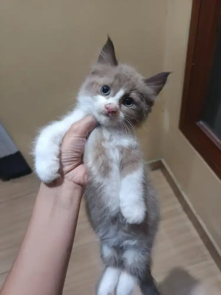 Lepas adopsi British long Hair lilac