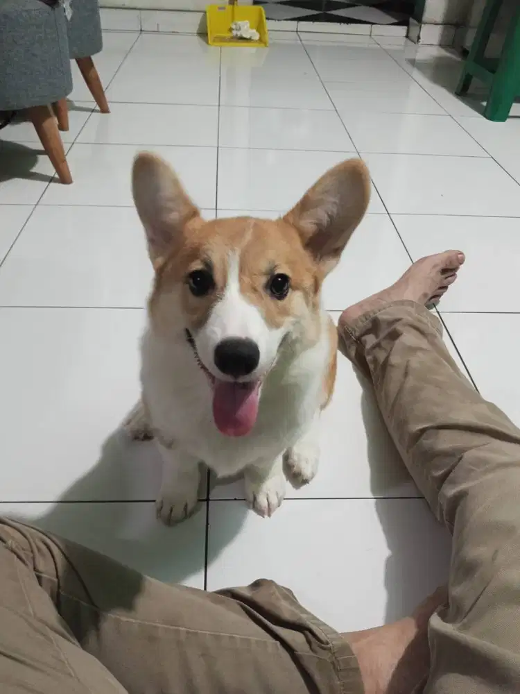 Dijual anak anjing puppy Corgi jantan\male sable white vaksin stambum