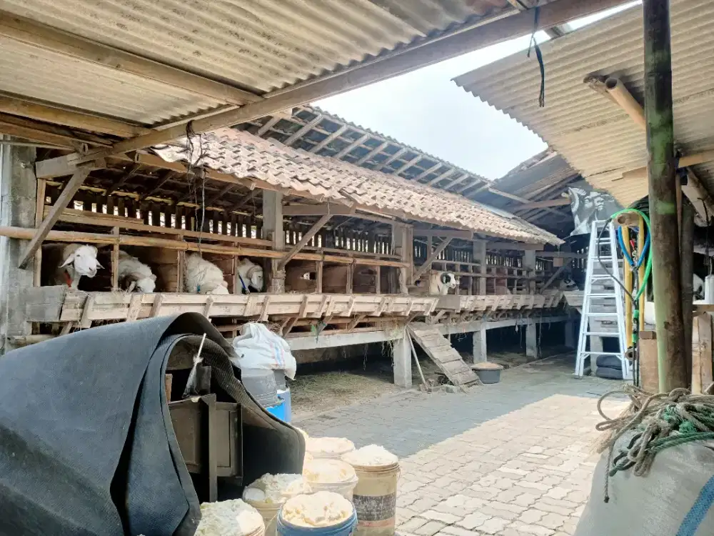 Jual Kambing Qurban Istimewa Sehat Gemuk