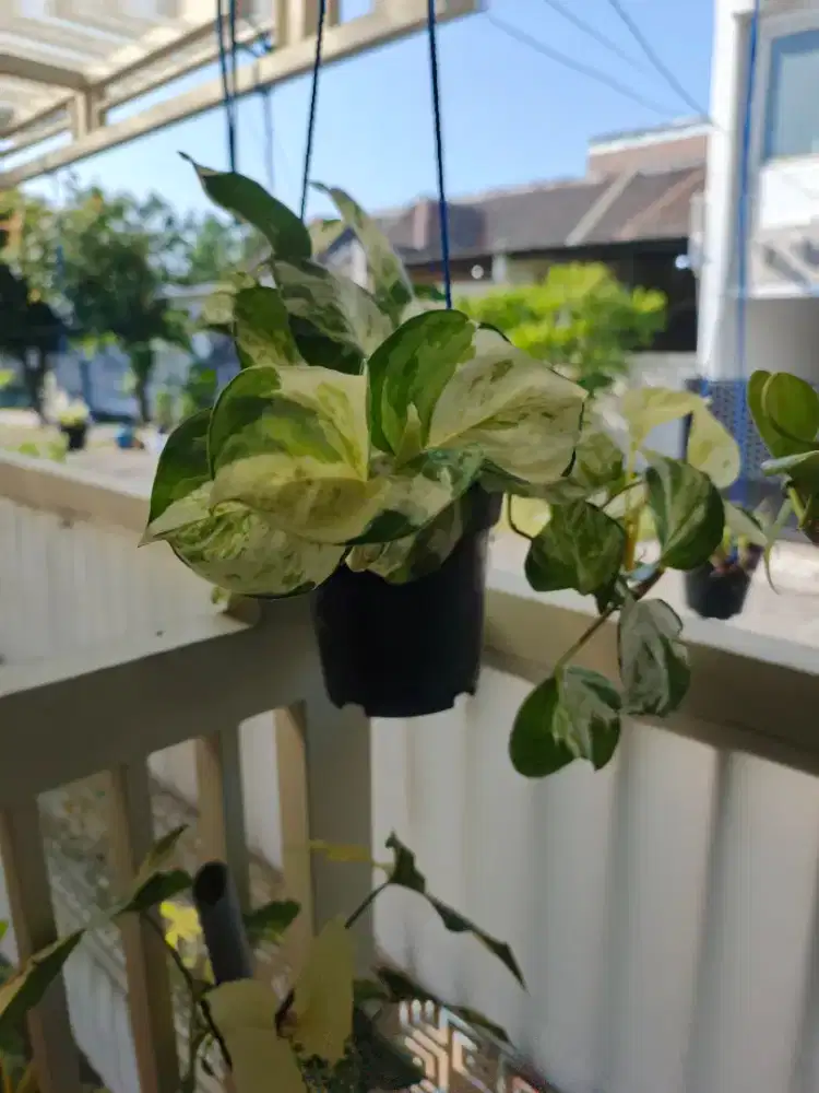 Jual sirih manjula dan singonium milk