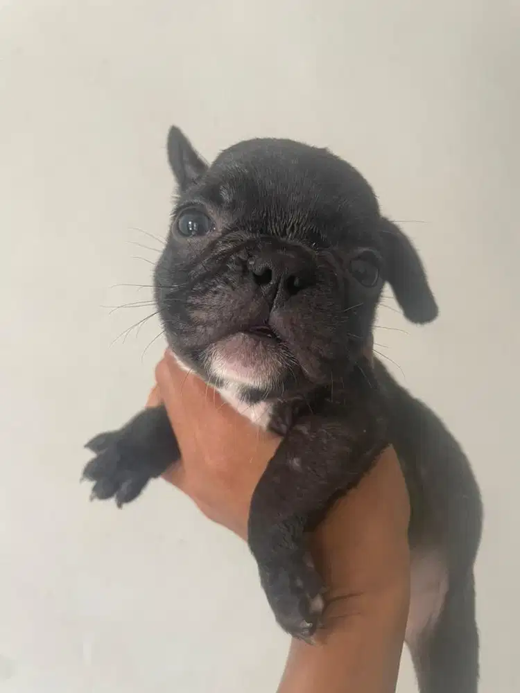French bulldog betina puppy