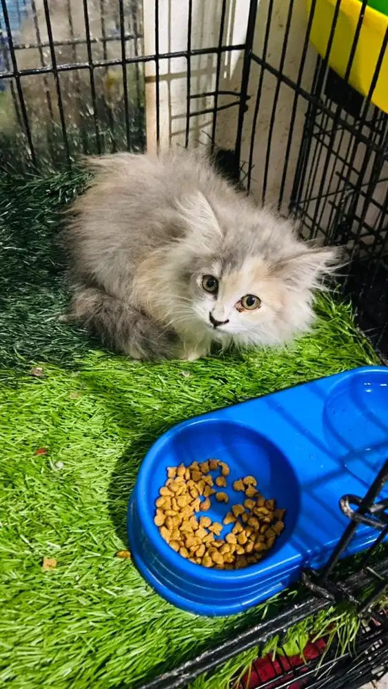 Persia medium calico delute