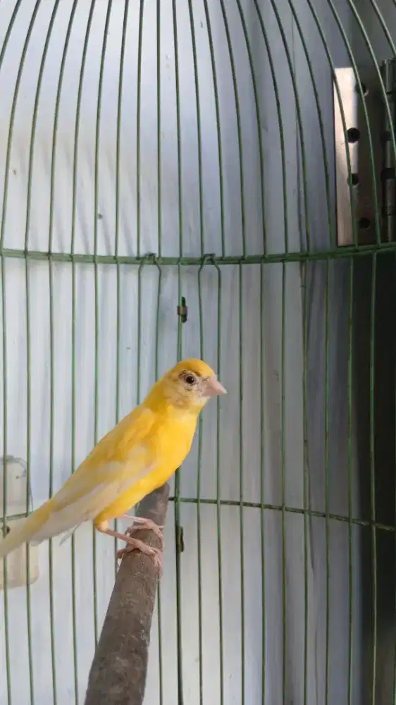 Kenari betina minus suara serak