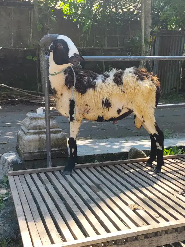 Kambing Qurban ganteng murah