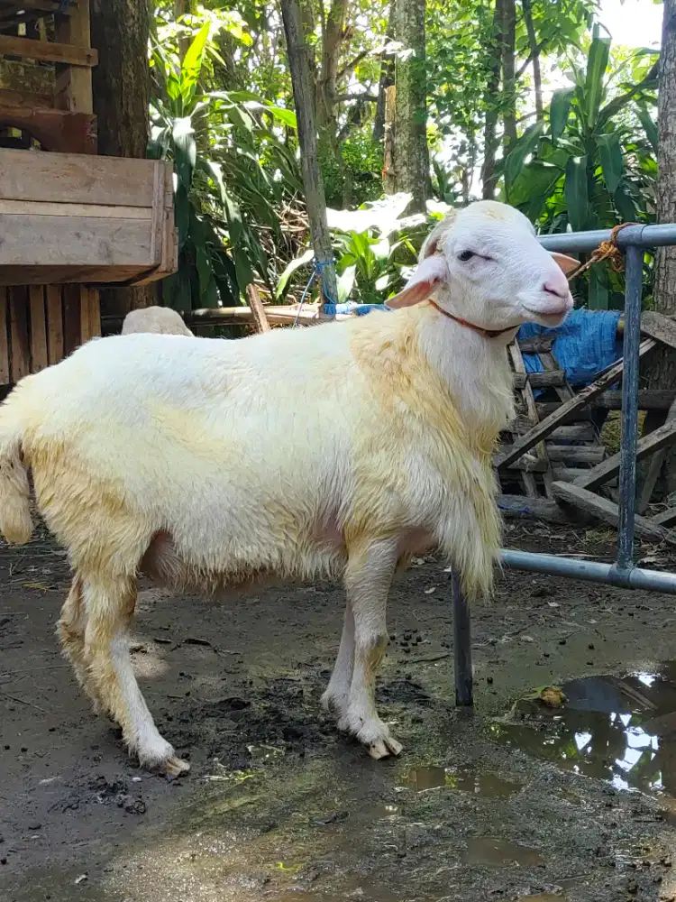 Kambing Qurban Super gemuk