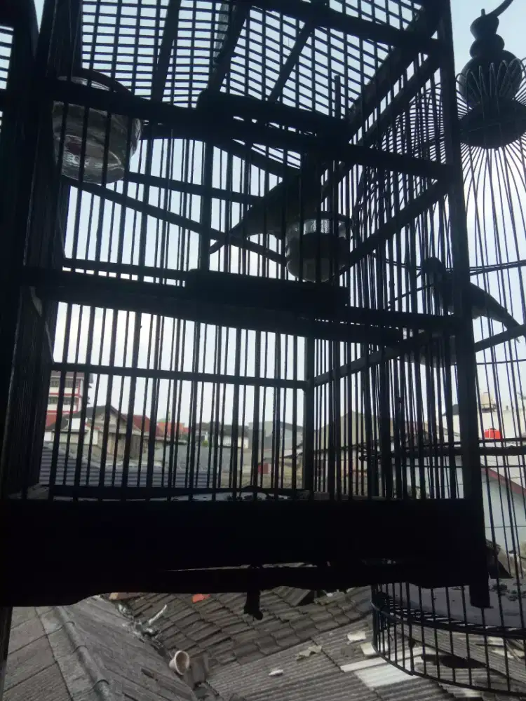 Perkutut lokal jatim