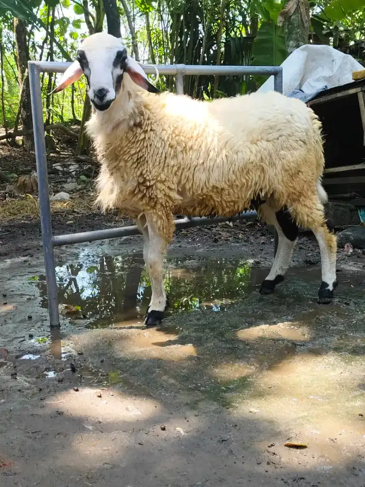 Kambing Qurban Gemuk gagah