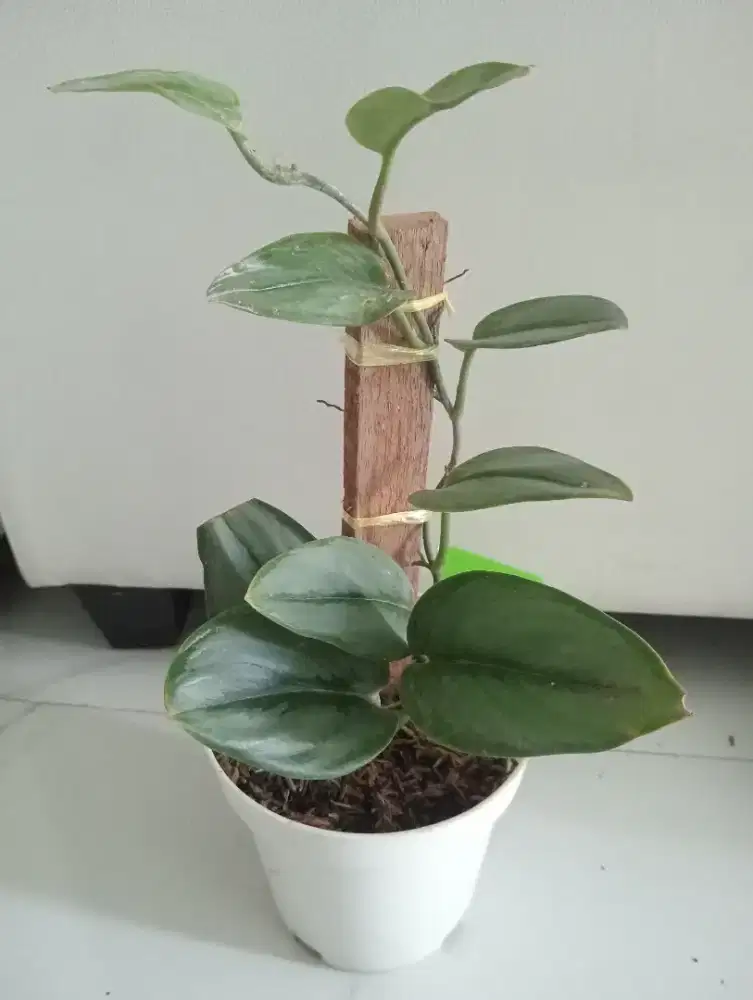 Jual Tanaman Hias Scindasus Silver