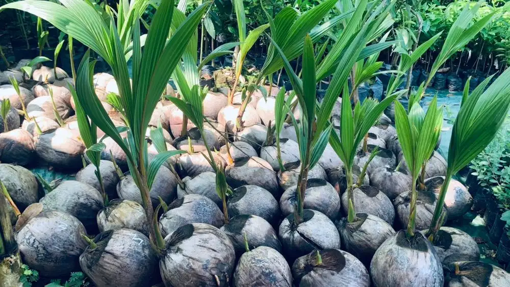 Bibit kelapa wulung unggul valid 100%