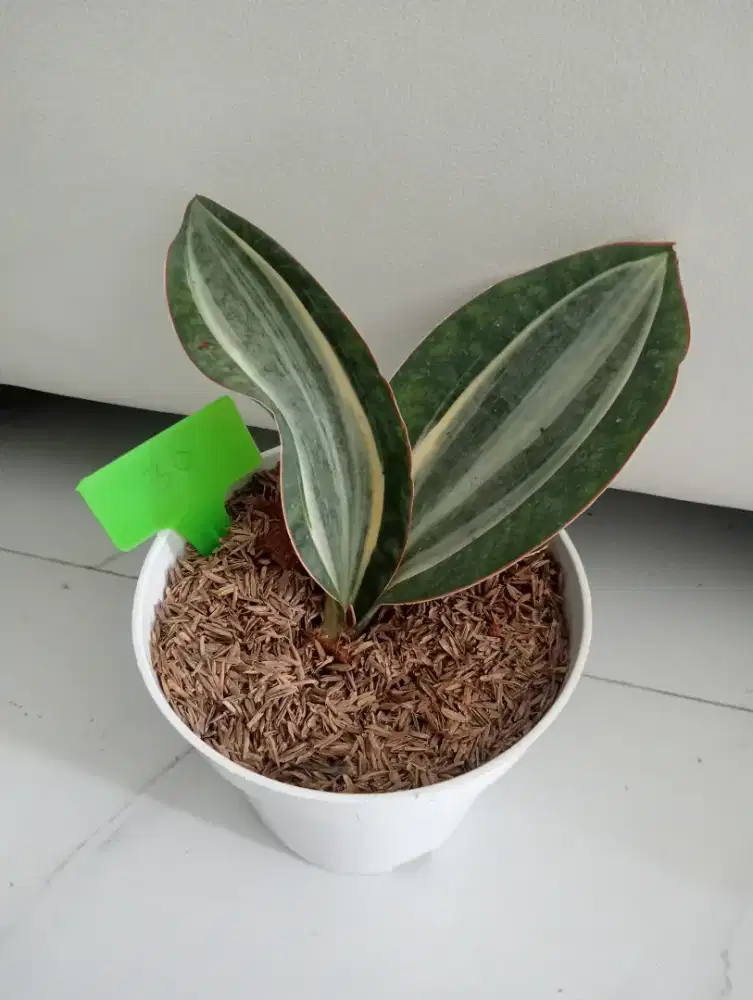 Jual Tanaman Hias Masonia Putih Hijau