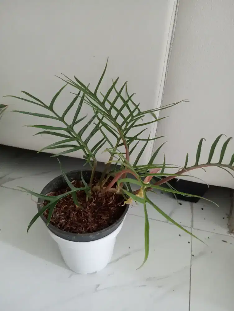 Jual Tanaman Hias Flotum