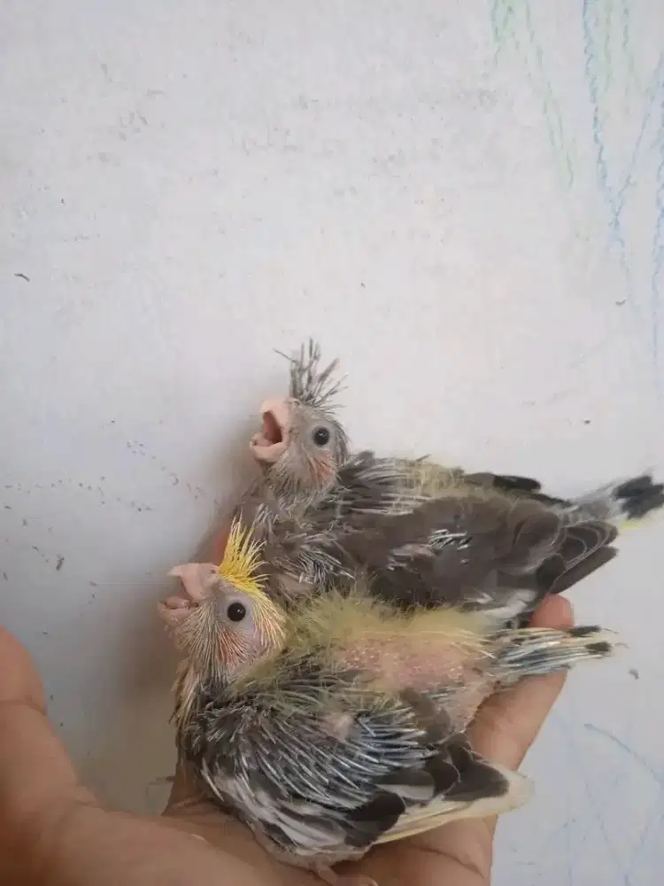 lolohan / anakan falk sepasang