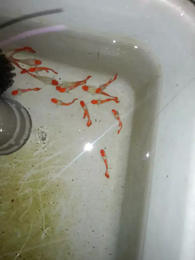 Ikan guppy platinum red koi