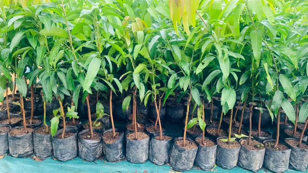 Bibit mangga kiojay pohon mangga siap tanam untuk budidaya buah buahan