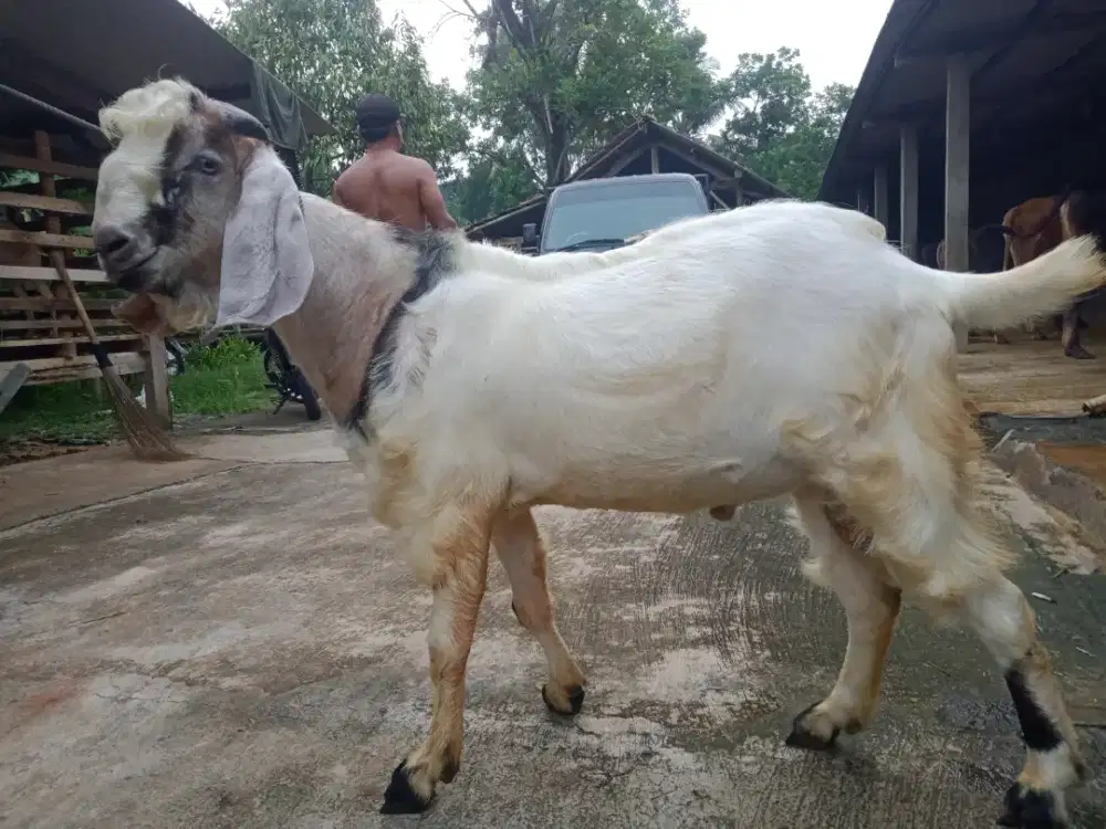 Jual kambing domba qurban / kurban, aqiqah, paket aqiqah, dll.