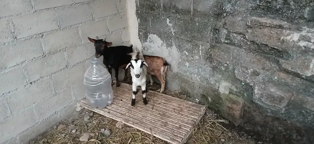 Kambing hias mini f1 pygmi