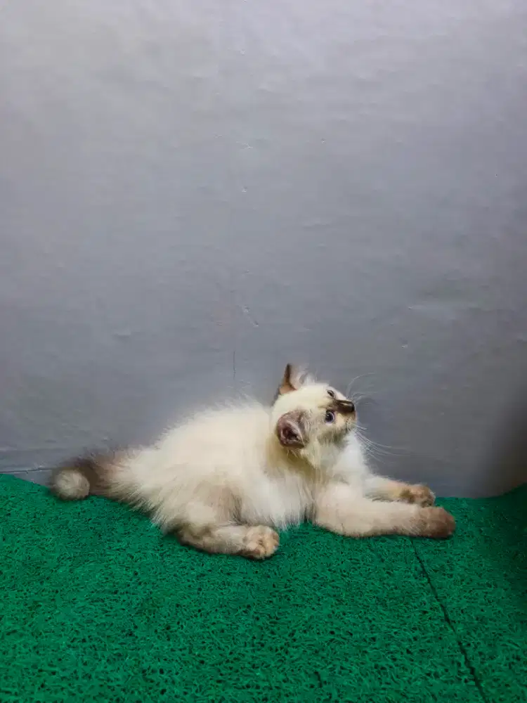 Scottish fold setengah lipat