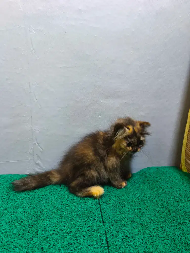 Scottish fold telingah lepeh