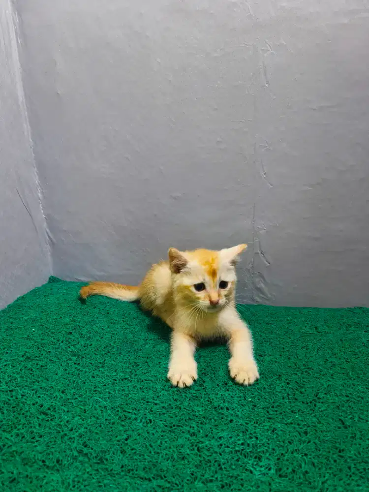 Scottish fold setengah lipat