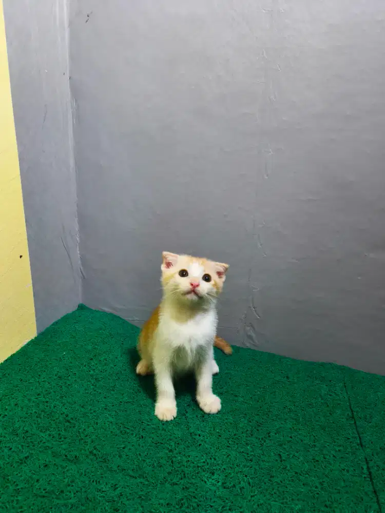 Scottish fold telinga lepeh