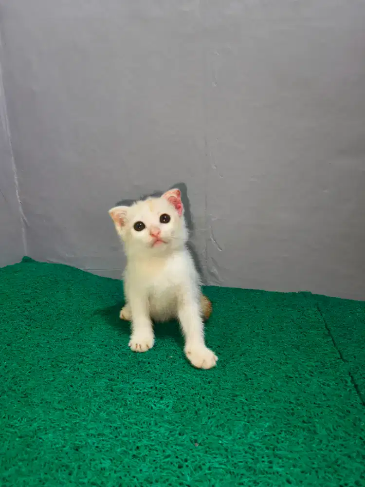 Scottish fold telinga lepeh