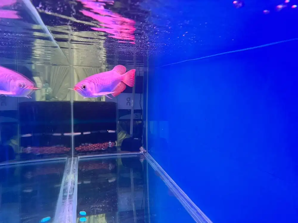 ikan arwana super red