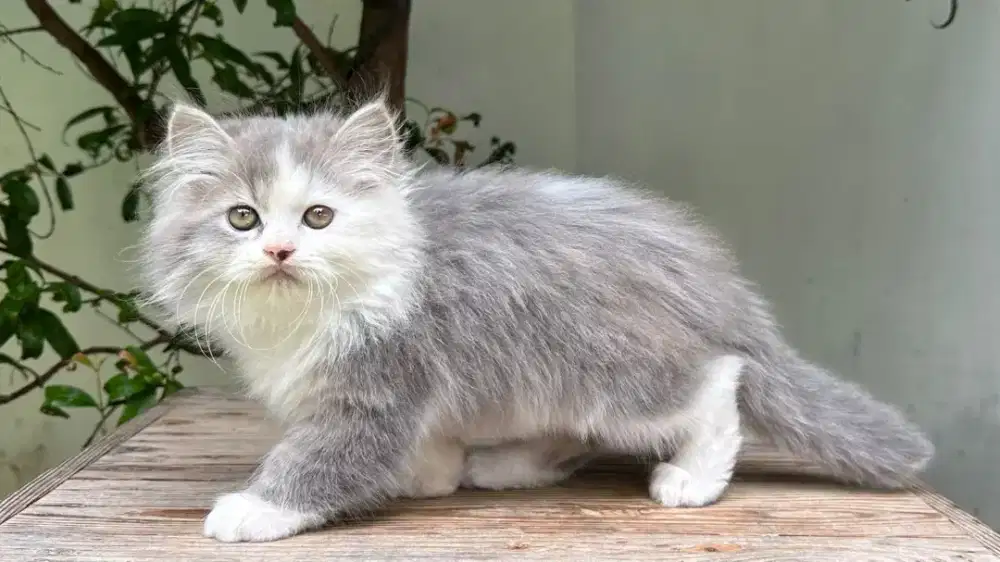 Kucing persia medium flat nose jantan betina lucu