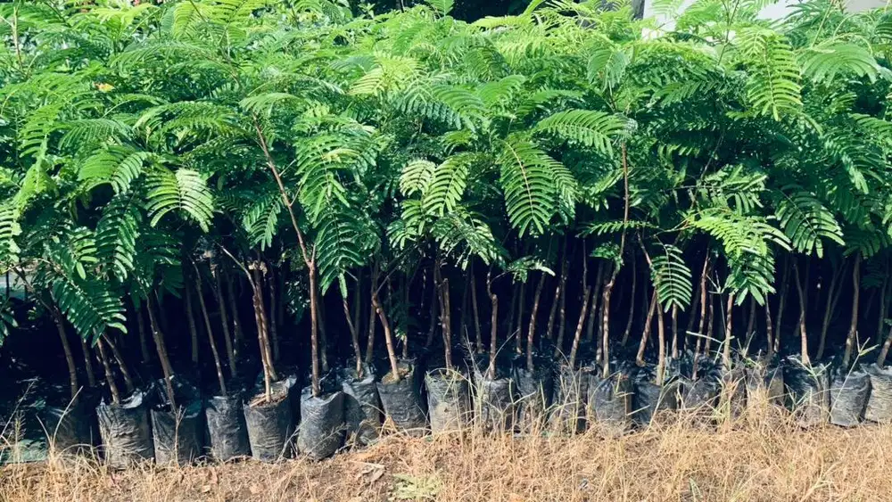 Bibit petai  pohon hijau siap tanam dan pertanian